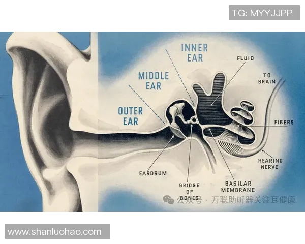 探索人耳蜗足球的神奇之处与其对听觉健康的影响与启示 探索人耳蜗足球的神奇之处与其对听觉健康的影响与启示