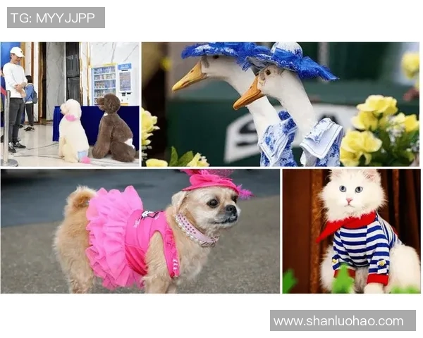 猫猫足球:萌宠们的绿茵场上演精彩对决与友谊的故事 猫猫足球:萌宠们的绿茵场上演精彩对决与友谊的故事